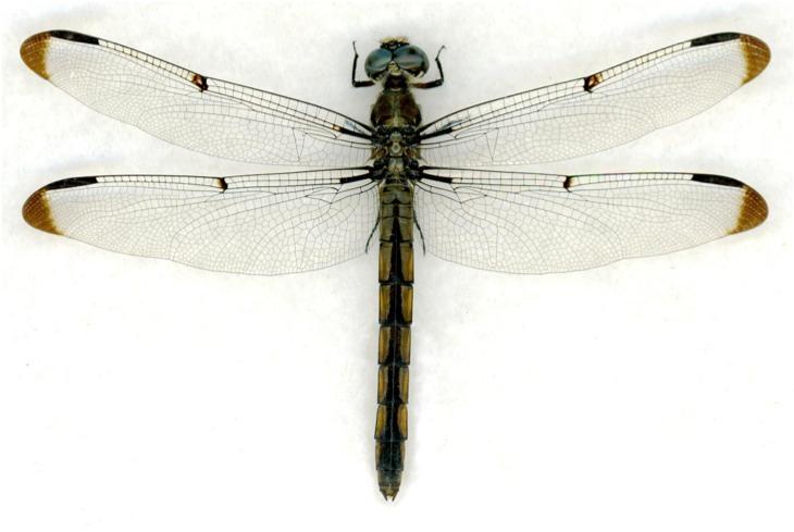 Pterygota:! Winged insects! Many secondarily wingless! Odonata: Dragonflies! Greek odontos tooth!