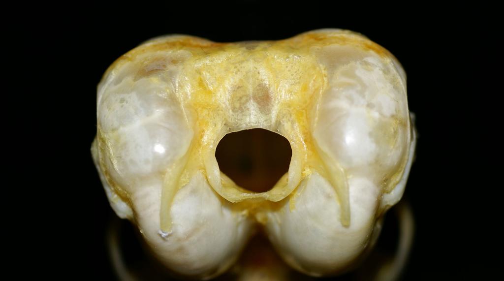The caudal aspects of the skull from a Chinchilla laniger.