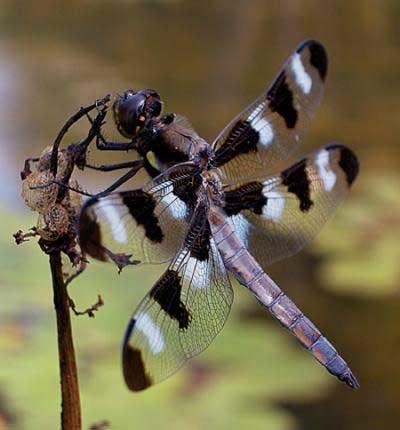 Dragonfly Researched by: Kara and Margo http://www.biology-blog.