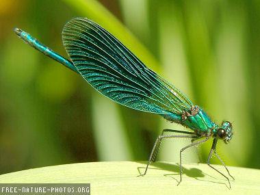 Physical Description of the Dragonfly Colors -blue, green, yellow, red, other Ranges from 2-4 inches