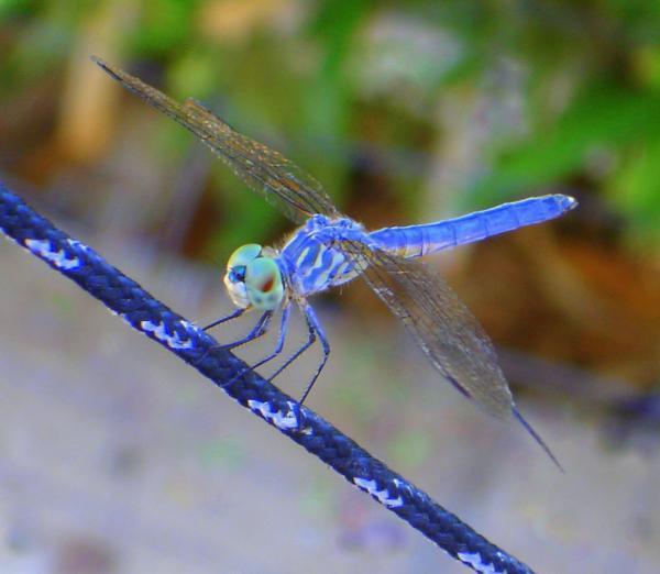 other dragonflies Uses mandibles to munch