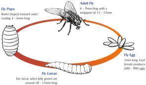 Life Cycle and Mating of the Housefly Complete metamorphosis: egg,