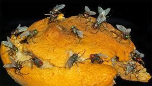 Fun Facts About the Housefly Only insect to have 2 wings Most dangerous insect in the world