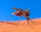 Diet of a Mosquito Females drink blood Males eat nectar and fruit Uses