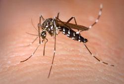 Fun Facts About the Mosquito Females need energy to lay eggs; get energy from