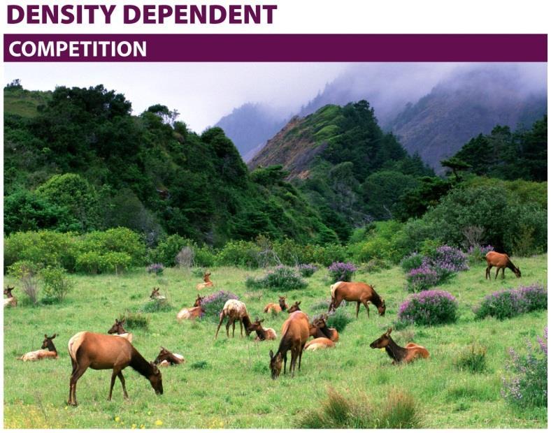 KNOW: Density dependent Density