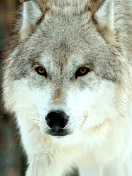 THE WOLF WATCHERS Endangered gray wolves return to the American West Main concept