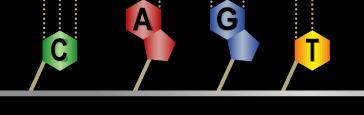 There are only 4 different chemicals that ond the 2 strands together: ADENINE (A) THYMINE (T) CYTOSINE (C) GUANINE (G) The Structure of DNA Only ond with each other!