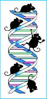 Improved quality of animals Genetic modified (GM) carcinogenicity