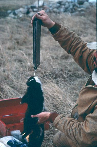 Slide 5 In North Dakota, during 1996-97 we attached transmitters to skunks and red fox to study how the landscape