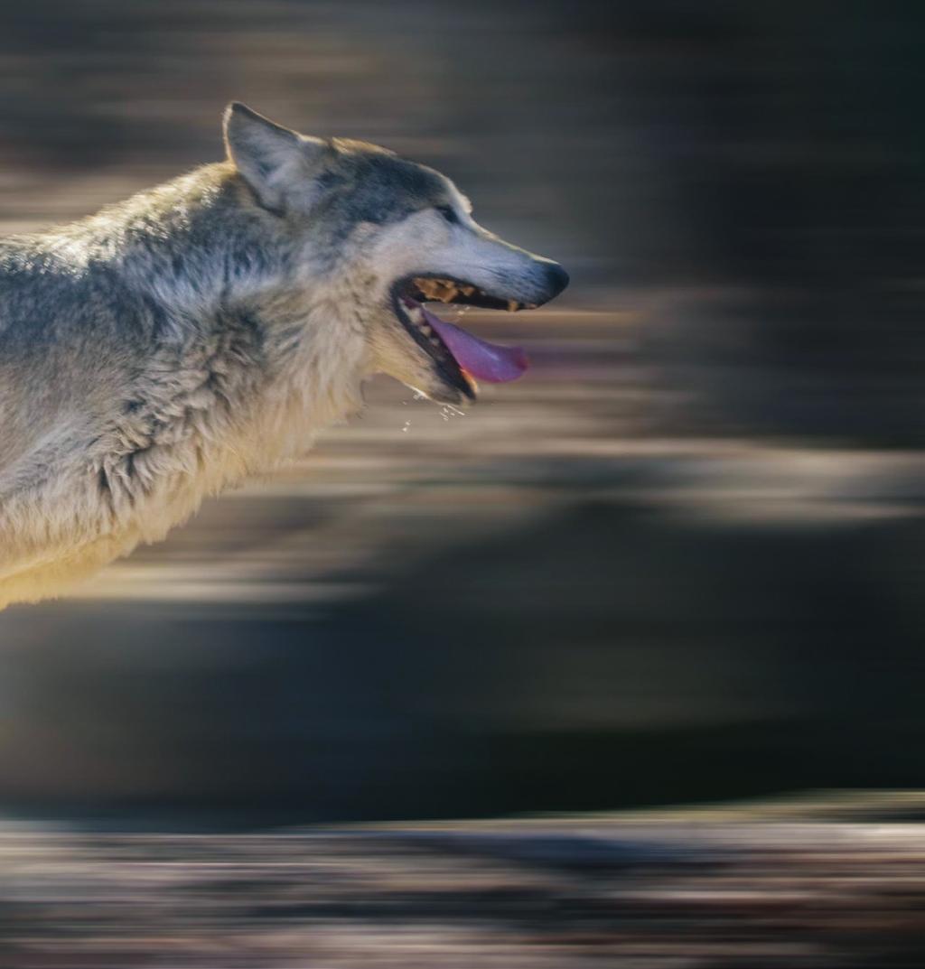 Trophic Cascades? Ever since wolves were reintroduced into Yellowstone National Park, scientific studies have claimed that the wolves were improving the ecosystem through trophic cascades.
