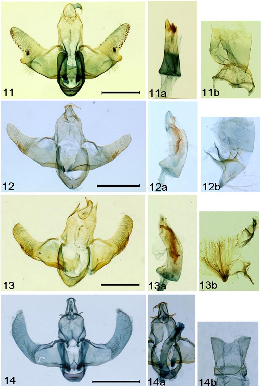 12 TROP. LEPID. RES., 22(1): 8-15, 2012 PARK: Seven New species of Lecithoceridae Figs. 11-14. Male genitalia (a: Aedeagus, b: Abdominal segments VII-VIII): 11, S.