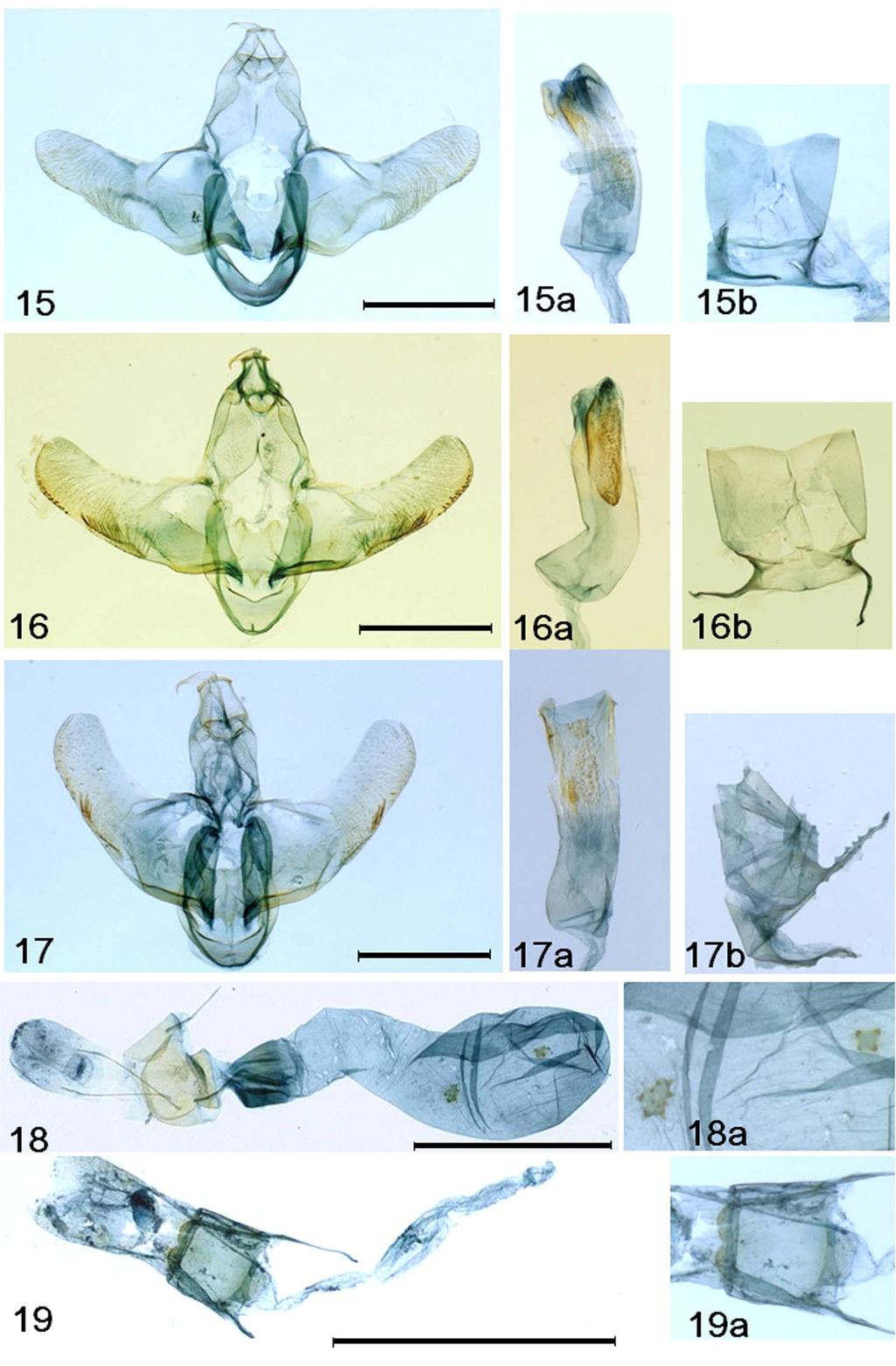 PARK: Seven New species of Lecithoceridae TROP. LEPID. RES., 22(1): 8-15, 2012 13 Figs. 15-19. Male and female genitalia. Male genitalia (15-17; a: Aedeagus, b: Abdominal segments VII-VIII): 15, S.