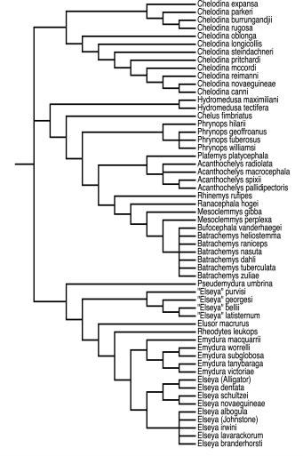 IVERSON ET AL. Supertrees 87 Figure 4. Current phylogenetic hypotheses of the relationships among the families of turtles.