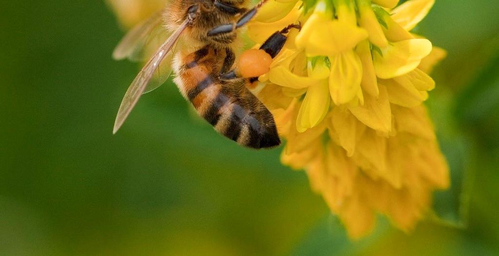 How do pollinators, like honeybees, help contribute to the biodiversity of meadows and other ecosystems? o Pollinators contribute greatly to the biodiversity of plants.