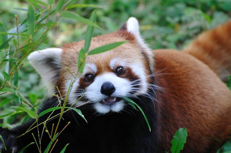 RED PANDA After seeing both the giant panda and red panda, what similarities can you observe between them?