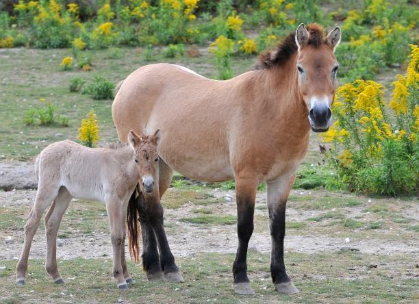 PRZEWALSKI'S HORSE (pronounced sheh-val-skee) What is the natural habitat of the przewalski s horse? o The arid (dry) cold steppes of the Gobi Desert in Mongolia and China.