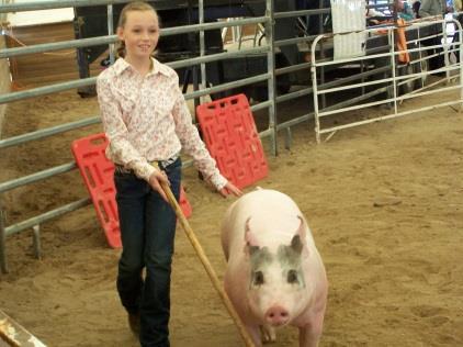 Showmanship Tips Use a light whip, cane or stick to direct the hog about the arena. The hog should respond to light taps or the mere sight of a show stick.