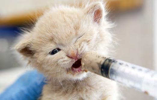 By following sanitation protocols and procedures, we do our best to prevent the spread of germs from one kitten to another kitten, from one room to another room, and from one environment to another.