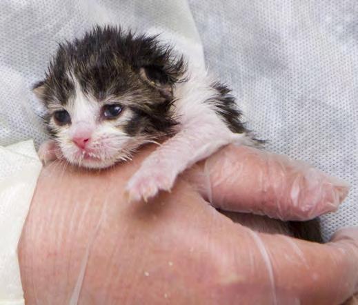 Kitten Nurseries Introduction Kitten nurseries, a vital component of any community cat program (CCP), are among the most progressive programs being used to save the lives of community cats and their