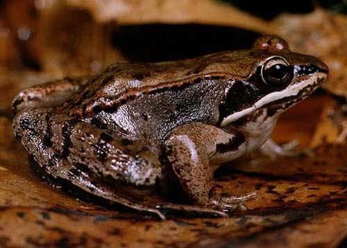 WOOD FROG: The wood frog is 2-3 inches long and likes a moist swampy deciduous forest area.