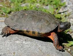 WOOD TURTLE: Happy in open meadows, bogs, forests, old fields, and small streams, the wood turtle is found throughout Pennsylvania.