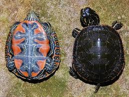PAINTED TURTLE: The painted turtle prefers slow moving wetland waters. It is most often seen basking on logs, stumps, and rocks. The carapace is olive green to black with red markings on the edge.