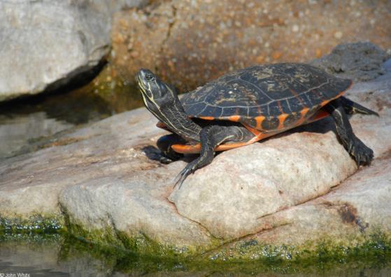 NORTHERN REDBELLY COOTER: The Northern redbelly cooter is a threatened species found in freshwater bogs and swamps. Threatened species are nearly endangered due to significant drops in population.