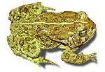 Toad Woodhouse s Toad No call Hylidae -