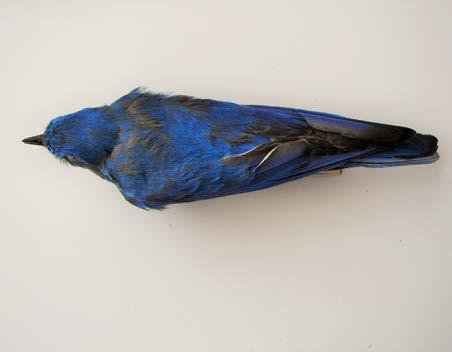 mountain bluebird, female WHEP Ecoregions: Intermountain Montane Zone, Urban 1. Bl -gray body 2.