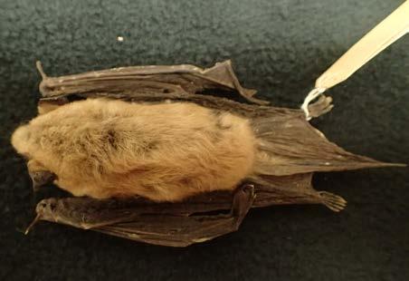 Webbed hind feet, with a split claw on the second toe big brown bat