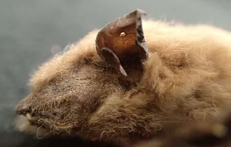 Long, brown fur that appears uniform, but face, ears, and wings are