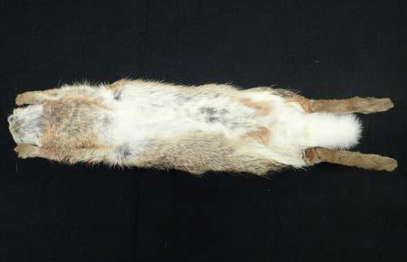 Rabbit with speckled brown-gray fur on sides and rump with a rusty