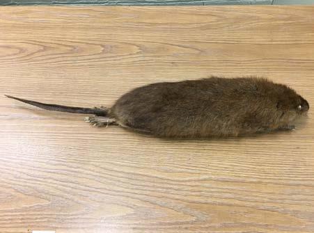 common muskrat WHEP Ecoregions: Wetland 1. Plump rodent with glossy, brown fur MAMMALS 2.