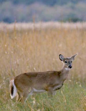 white-tailed deer Forest, Great Plains Grasslands Tallgrass/ Mixed Prairie, Northeast Mixed Forest, Prairie Brushland, Southeast Mixed and Outer