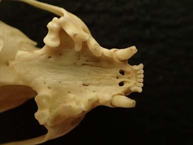 mink WHEP Ecoregions: Wetland 1. ong, slender skull with a short snout 2.