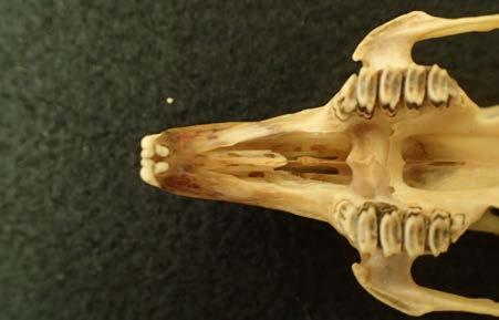 SKULLS 1. Small skull, 3 inches long 2.