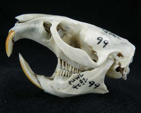 common muskrat WHEP Ecoregions: Wetland 1. Skull much smaller than a beaver with white incisors 2.