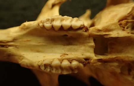 Small, rounded skull about 2½ to 3 inches long MAMMAL SKULLS 2.