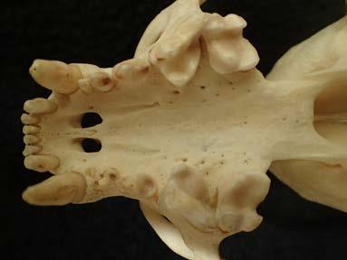 river otter WHEP Ecoregions: Wetland 1. Four to 5 inches long 2. Short nose MAMMAL SKULLS 3.