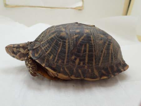 eastern box turtle Forest 1. Smooth, domed top shell (carapace) with flared sides 2.