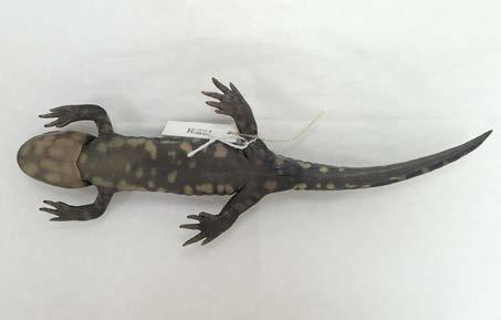 WHEP Ecoregions: Wetland 1. Stout-bodied salamander with a large head and small eyes 2.