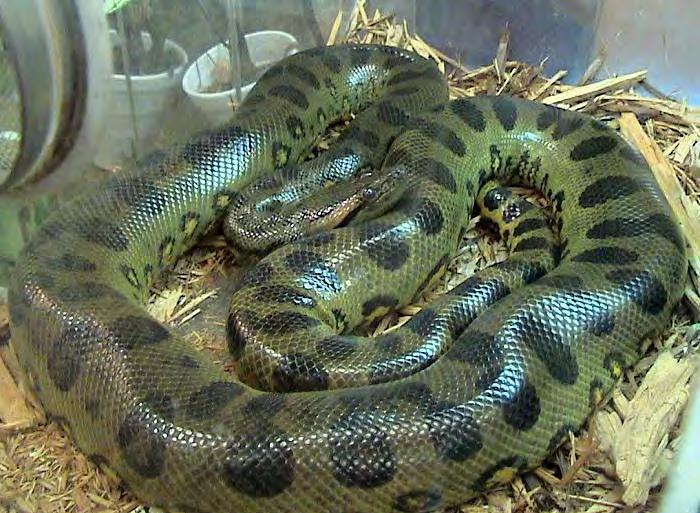 Up to only 24 but heavier than pythons Only species with black circular marks on a plain greenish-brown body Black marks usually solid