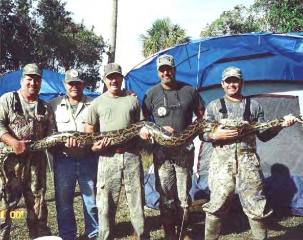 What to look for in a giant snake If you see a large or heavy bodied exotic snake in Florida