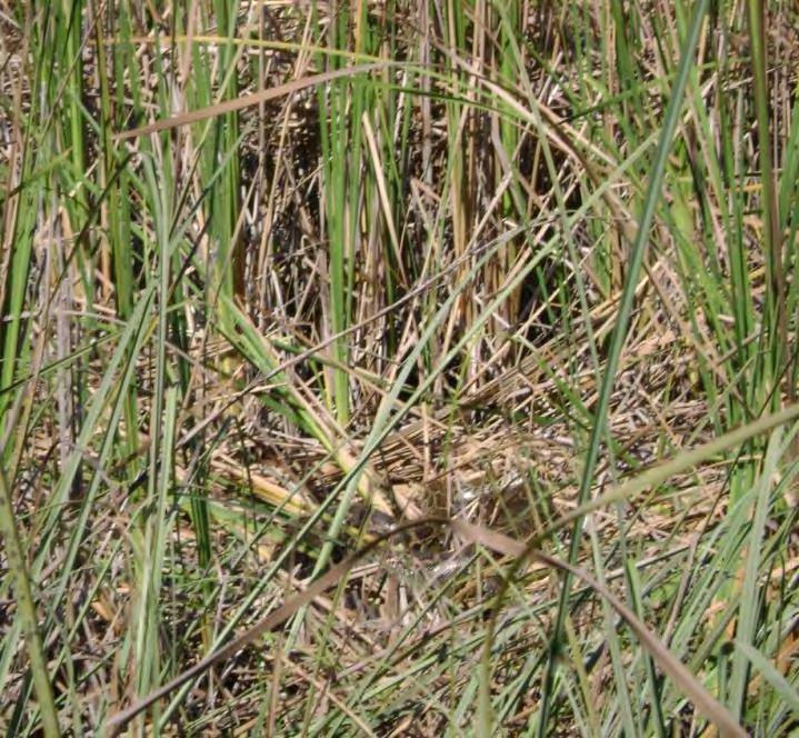 Signs of use Look for areas of matted down vegetation, ferns, cattails, and sawgrass.
