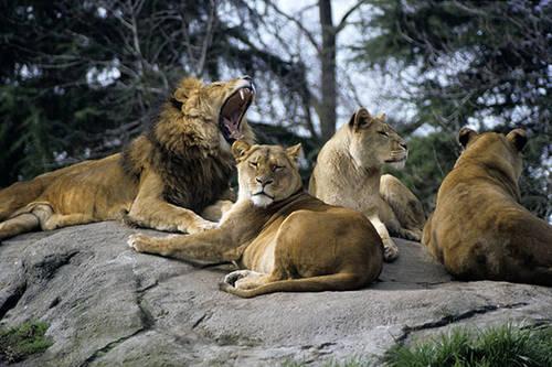 Taxonomy of Lions Kingdom: Animalia Phylum: Chordata Class: