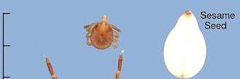 The Blacklegged tick (previously called the Deer tick ) or