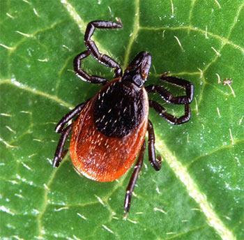 Overview Introduction to ticks in Ontario Lyme disease in Ontario Areas of risk in Ontario Role of hosts in Lyme disease Prevention and control