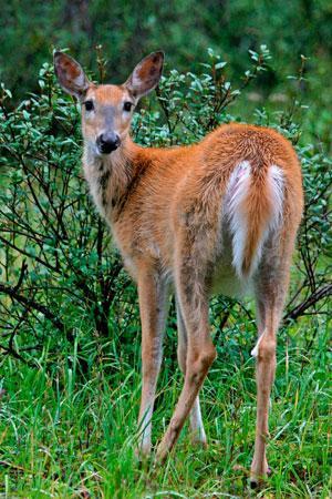 Lyme disease: Role of Deer White tailed deer is the preferred large host animal, particularly for adult tick life stages.