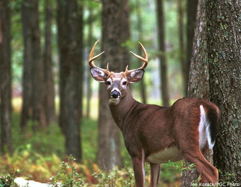 Host Management Considerations Any control program would require an initial reduction phase to lower high densities of deer and a maintenance phase to keep the deer population at the desired targeted